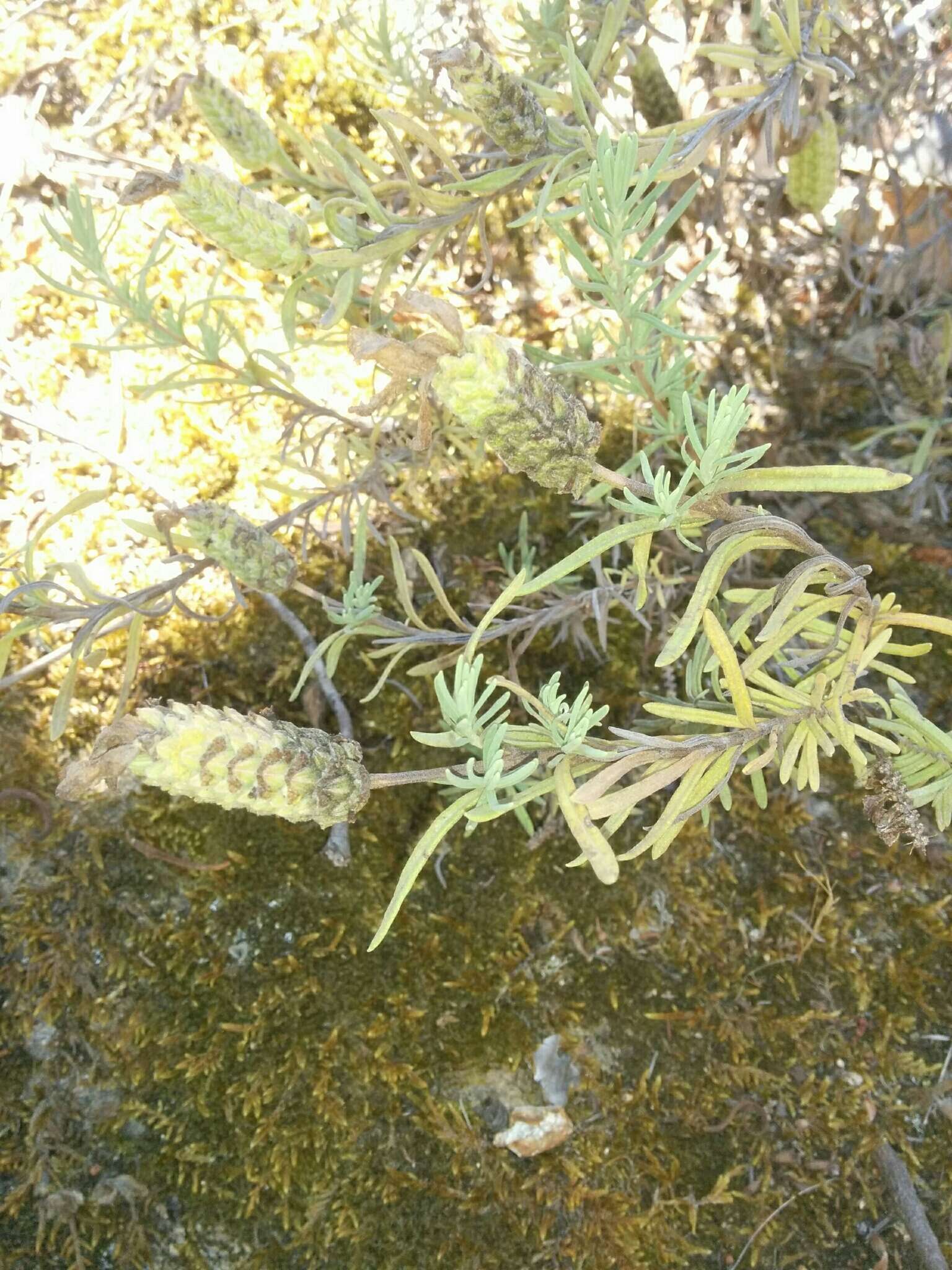 Image of French lavender