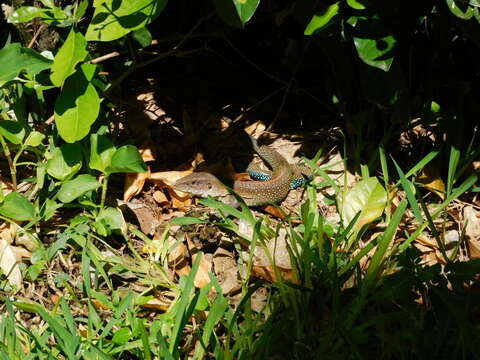 Image of Giant ameiva