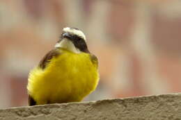 Image of Rusty-margined Flycatcher