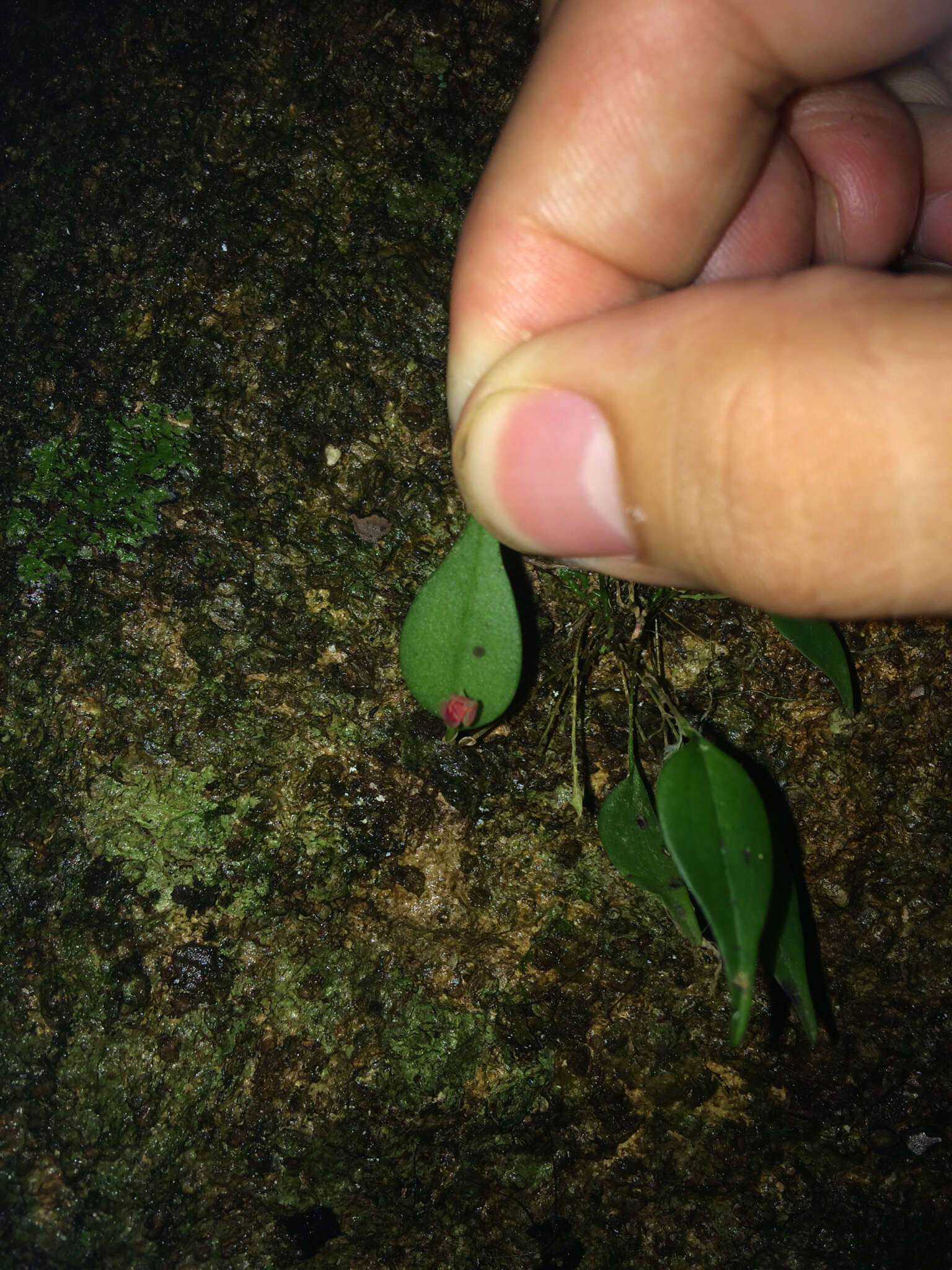 Image of Lepanthes bradei Schltr.