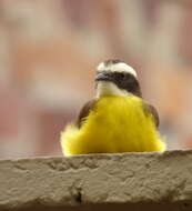 Image of Rusty-margined Flycatcher