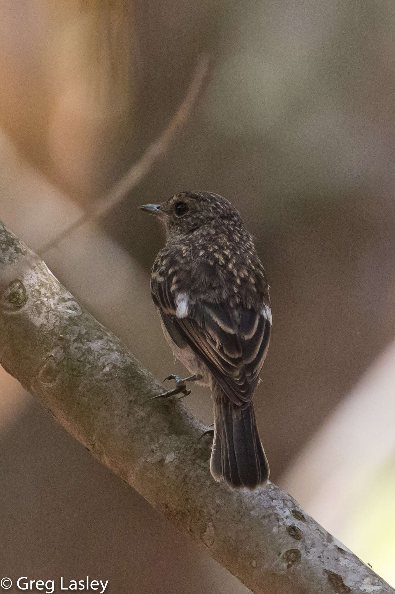 صورة <i>Saxicola torquatus sibilla</i>