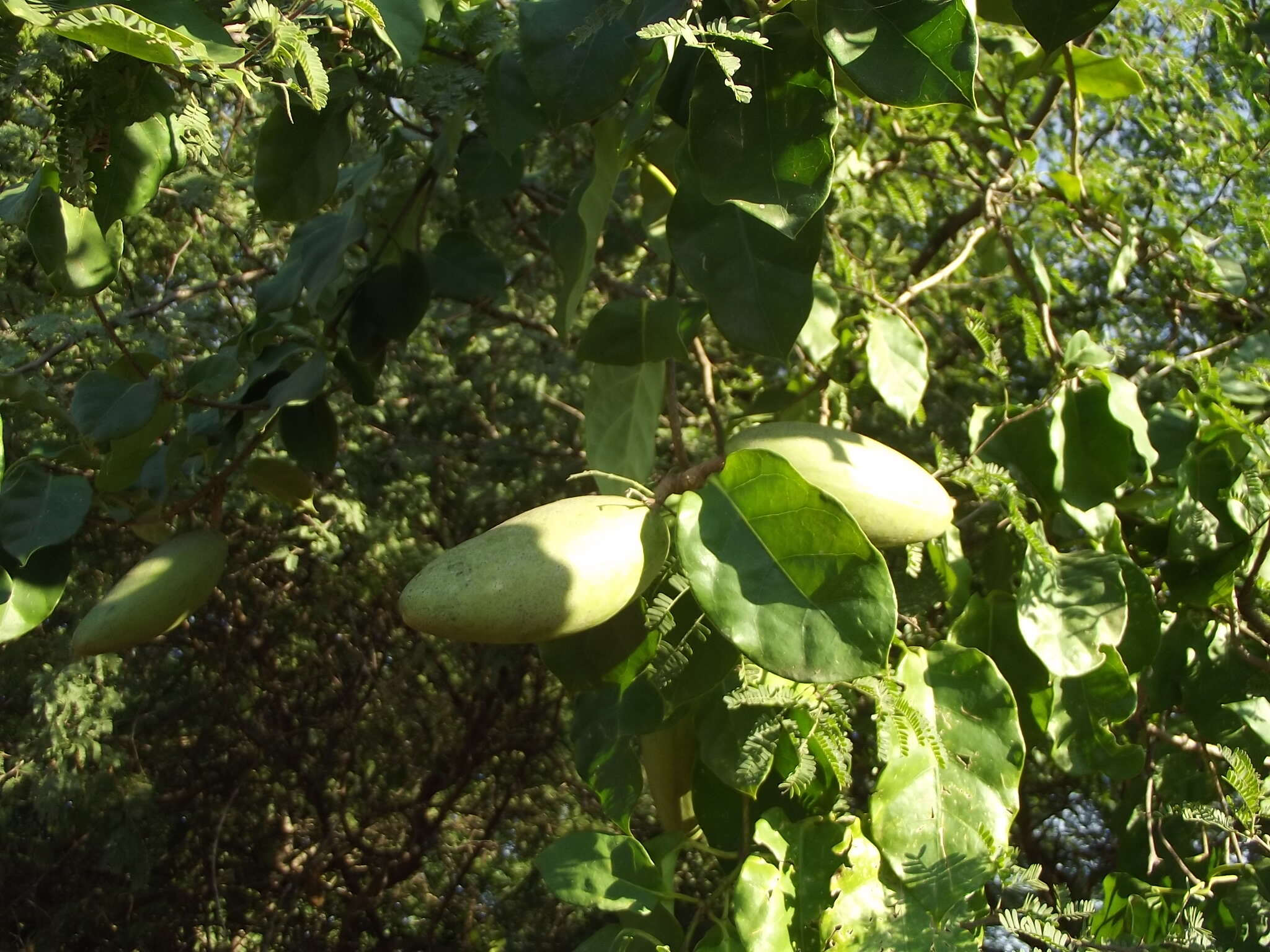 Image of Marsdenia edulis S. Wats.