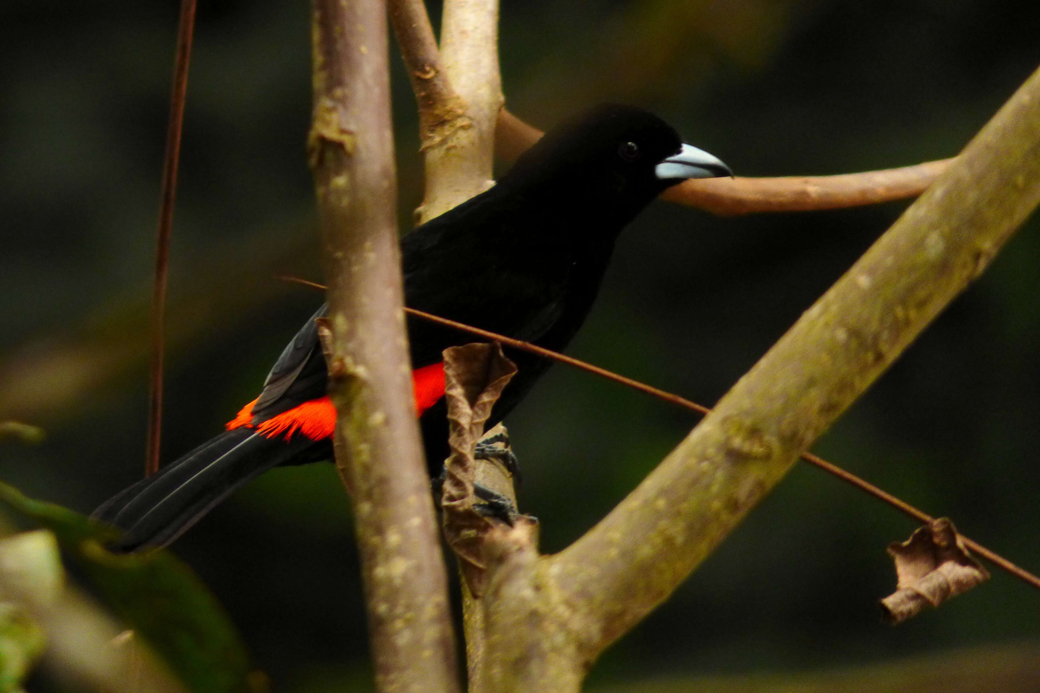 Image of Flame-rumped Tanager