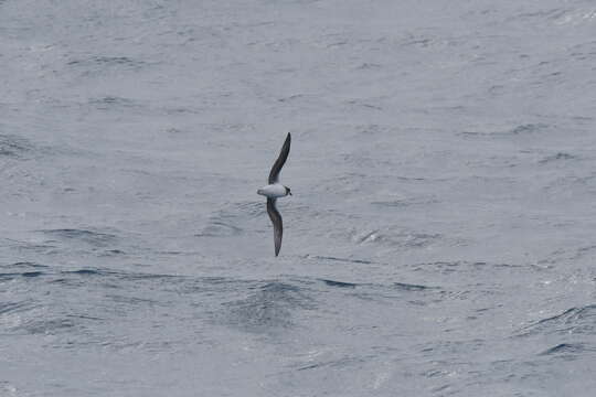 Image of Soft-plumaged Petrel