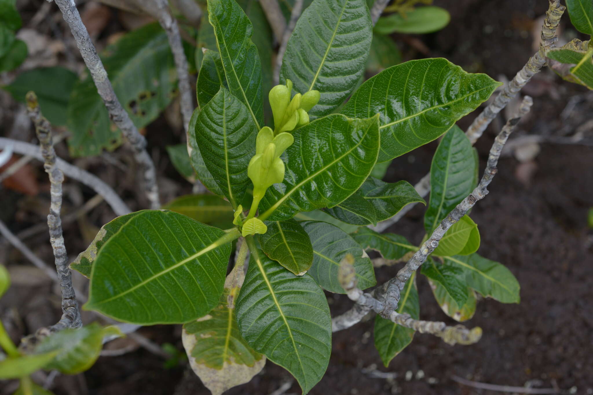 Gardenia aubryi Vieill. resmi