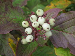 Image of Red-Barked Dogwood