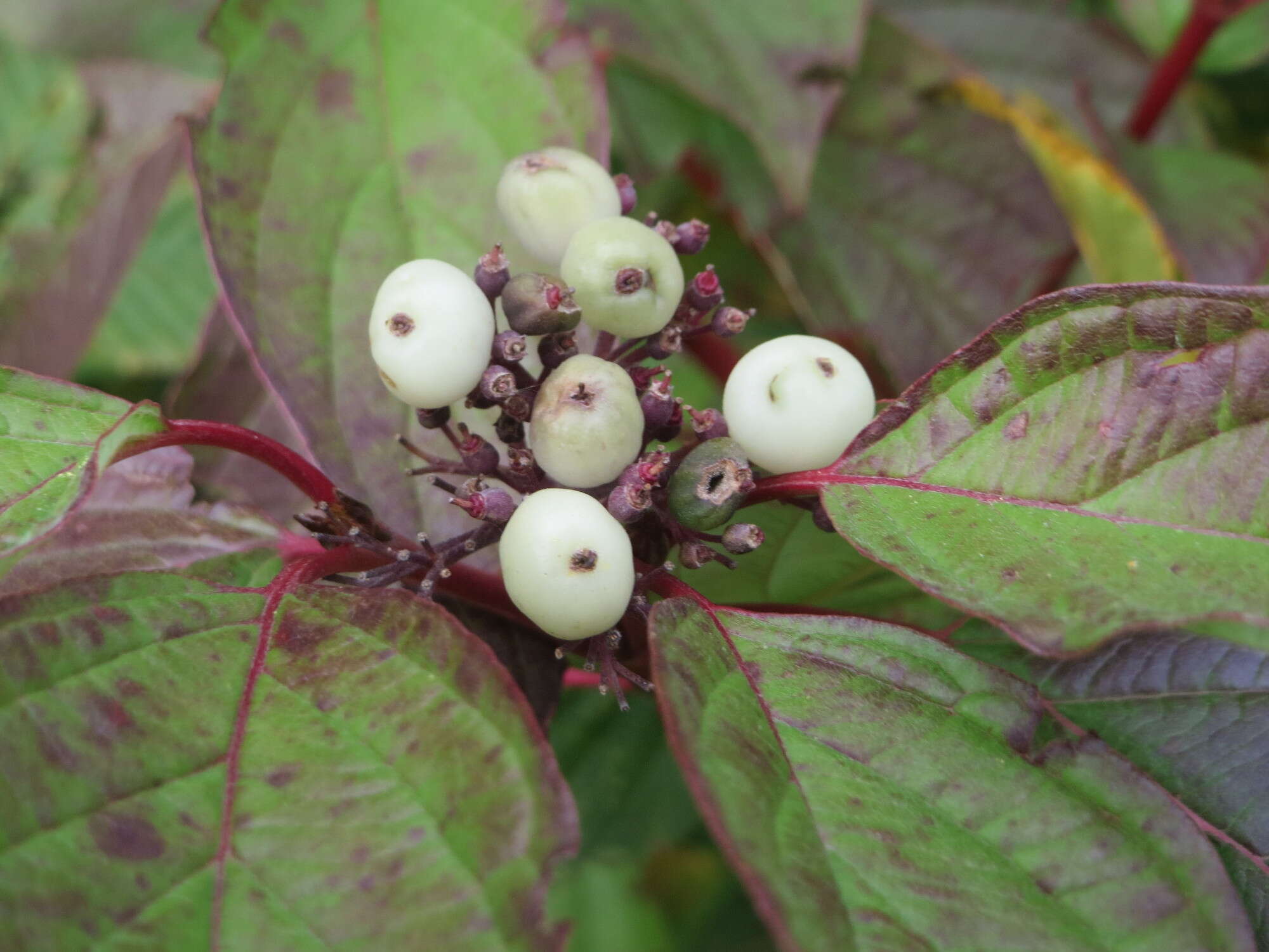 Image of Red-Barked Dogwood