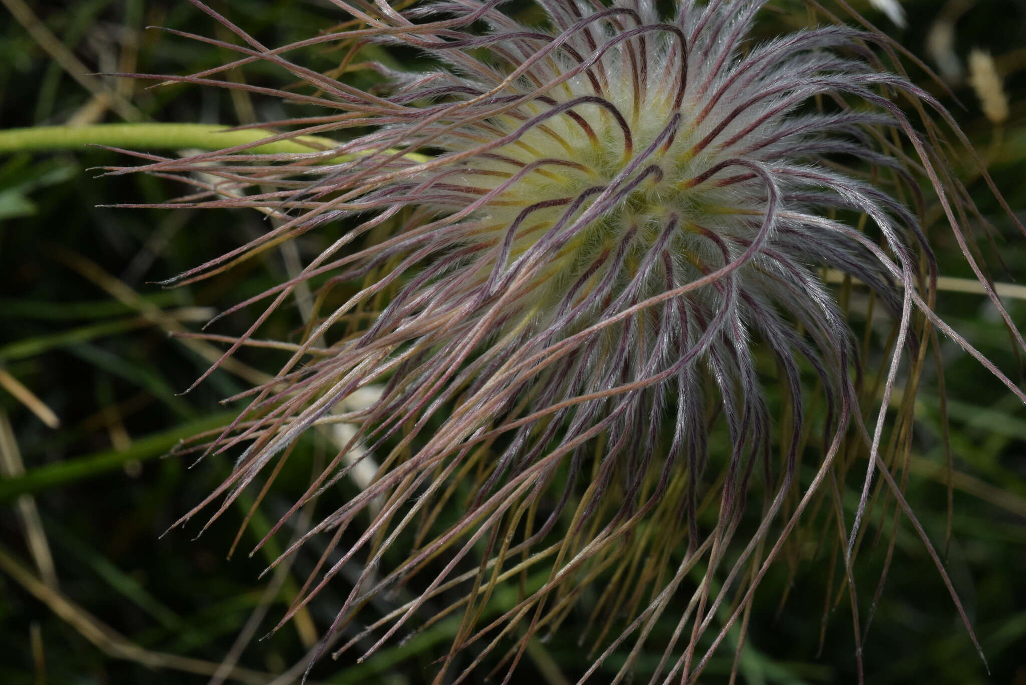 Imagem de Pulsatilla alpina subsp. austroalpina D. M. Moser