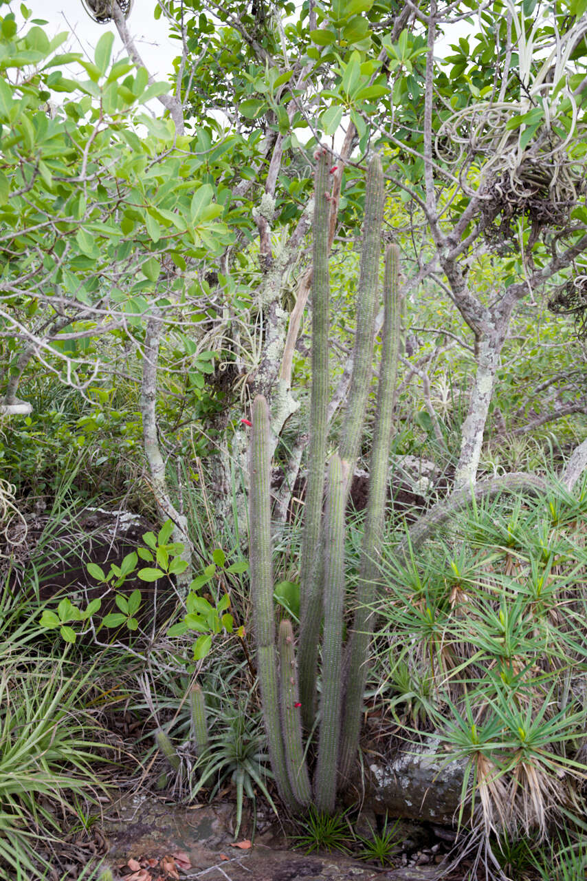 Image of Cleistocactus samaipatanus (Cárdenas) D. R. Hunt