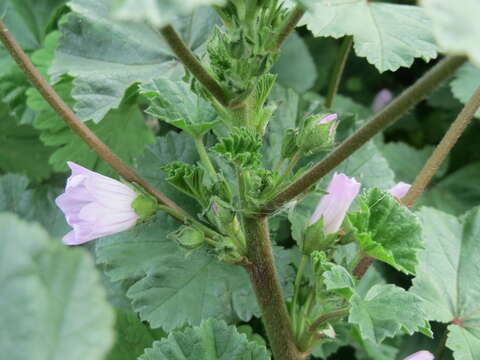 Image of common mallow