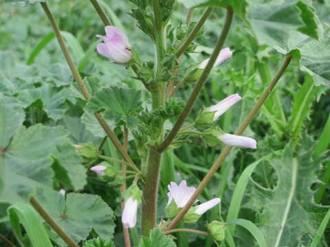 Image of common mallow