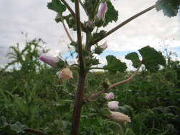 Image of common mallow