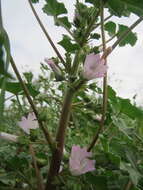 Image of common mallow