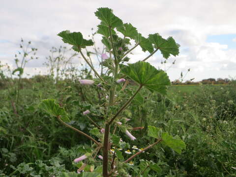 Image of common mallow