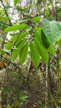 Image of Passiflora arborea Spreng.