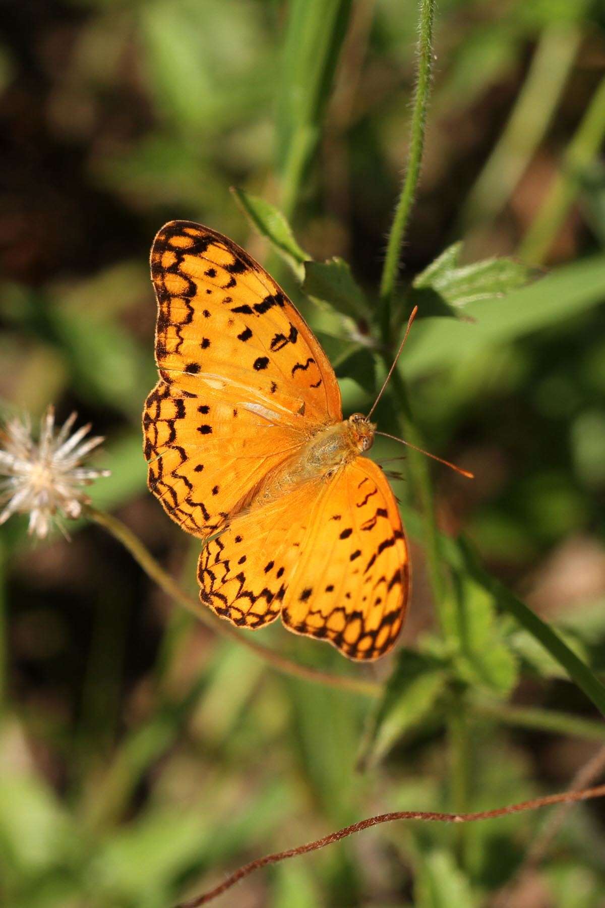 Imagem de Phalanta phalantha aethiopica Rothschild & Jordan 1903