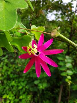 Imagem de Passiflora reflexiflora Cav.