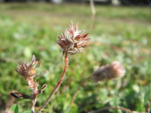 Image of Hare's-foot Clover