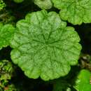 Image de Hydrocotyle pusilla A. Rich.