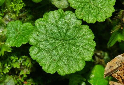 Image de Hydrocotyle pusilla A. Rich.