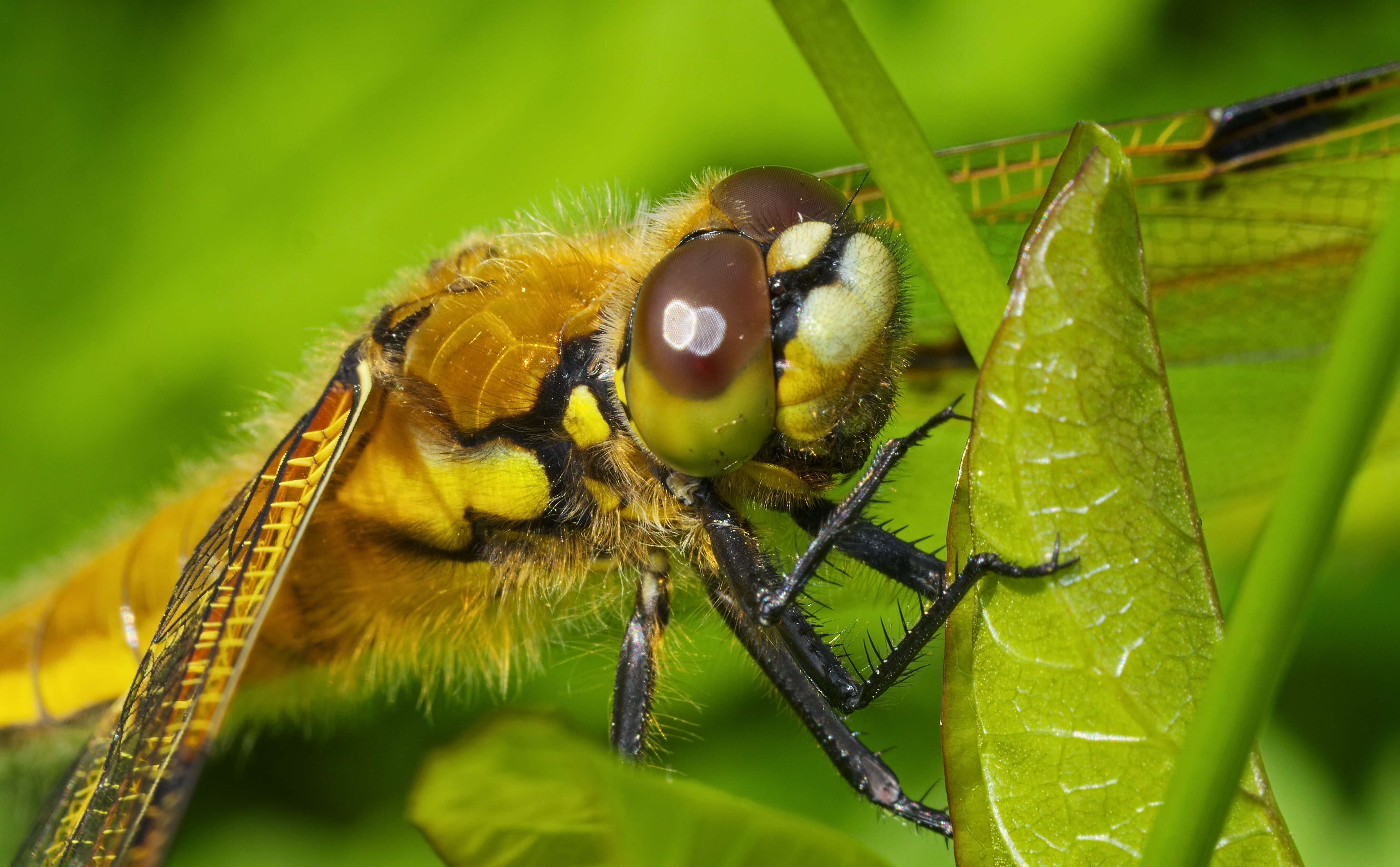 Image of Four-spotted Chaser