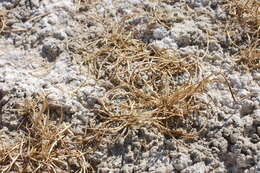 Image of curved sicklegrass