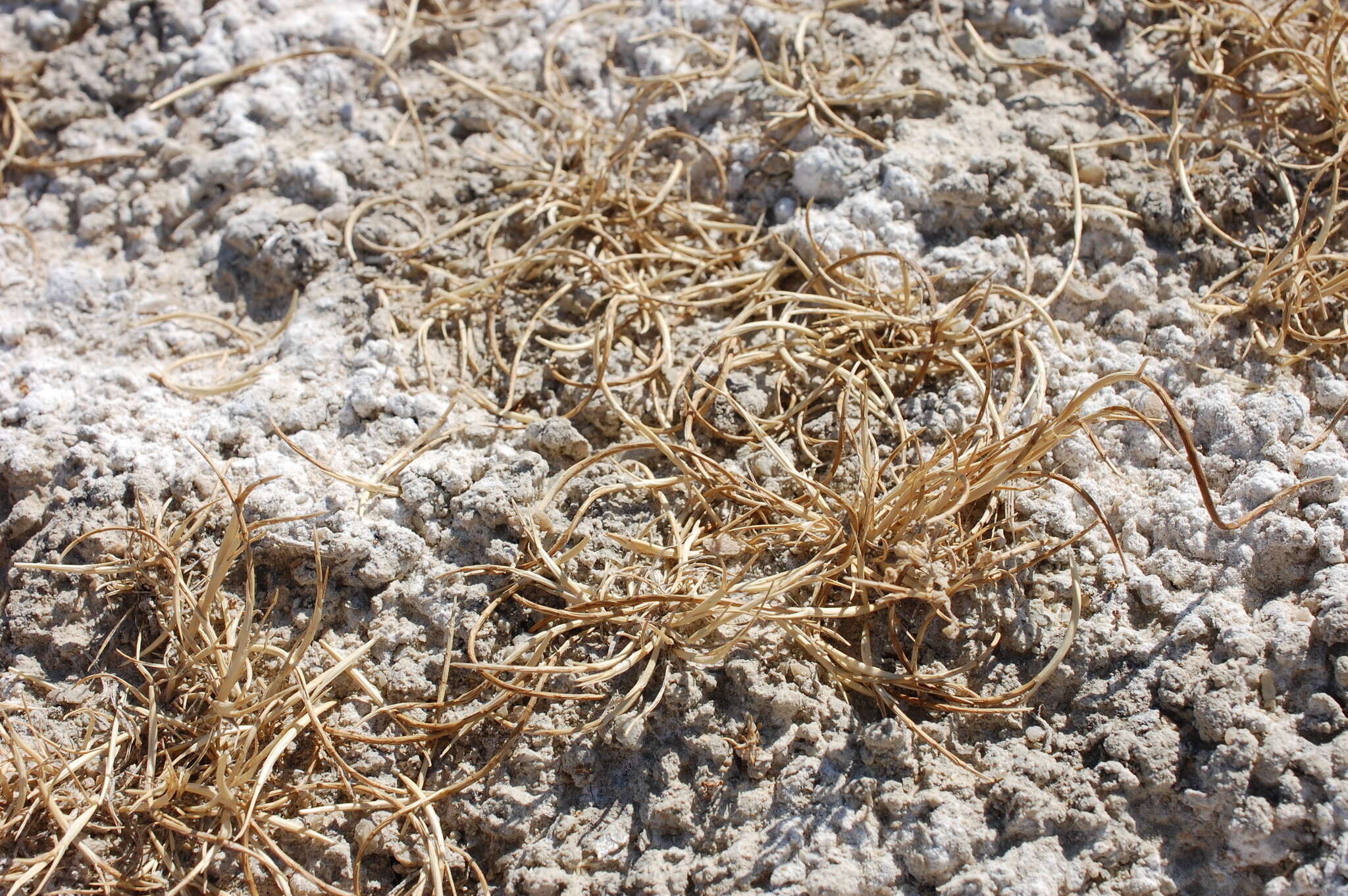Image of curved sicklegrass