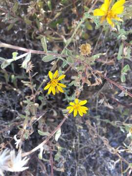 Imagem de <i>Chrysopsis villosa</i>