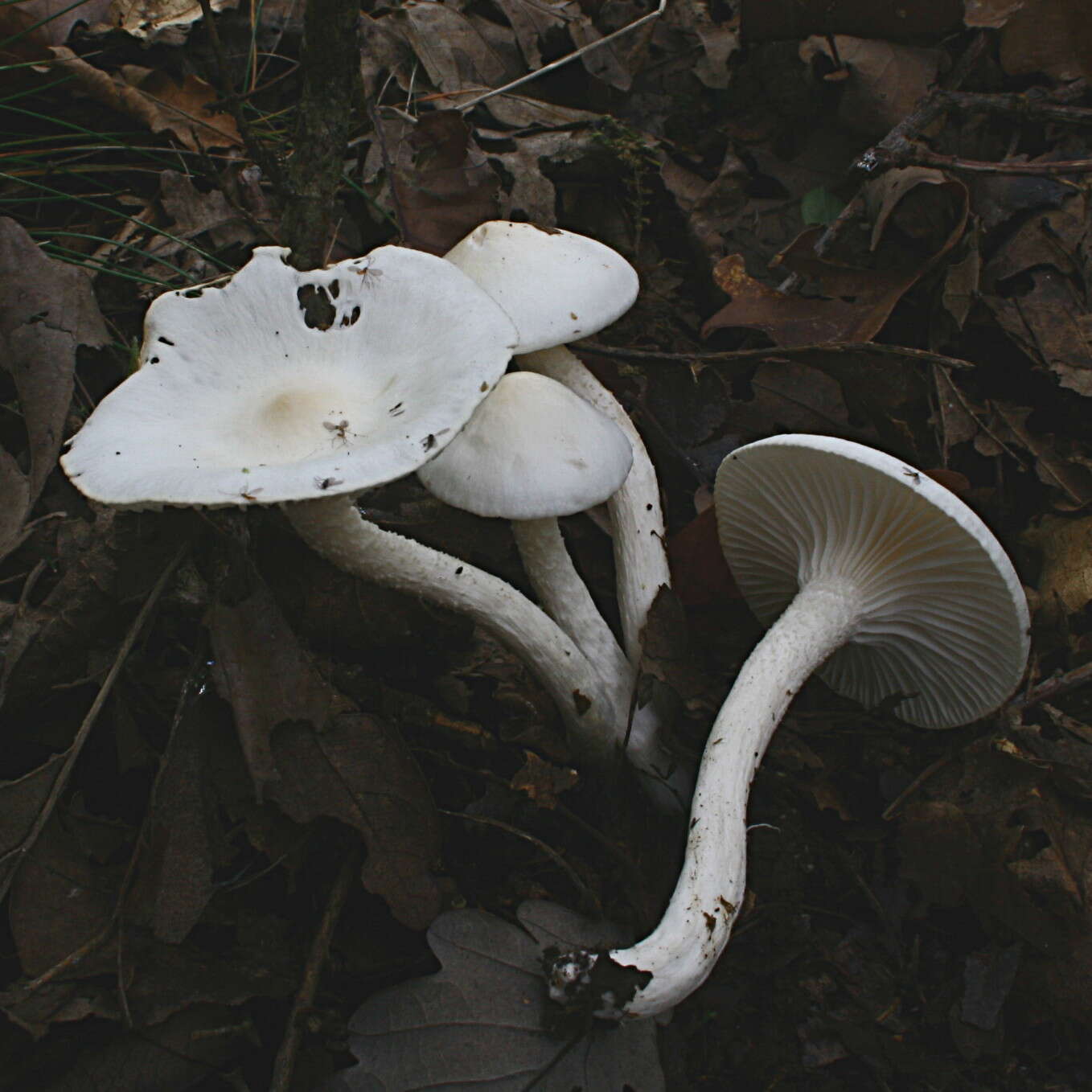 Image of Hygrophorus cossus (Sowerby) Fr. 1838