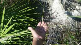 Plancia ëd Andropogon floridanus Scribn.