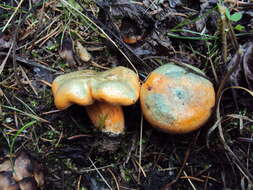 Image of Lactarius deterrimus Gröger 1968