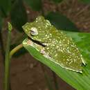 Image of Tuwa Flying Frog