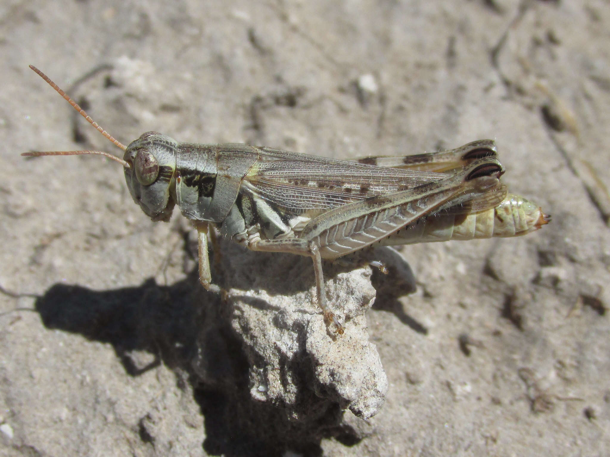 Image of Melanoplus confusus Scudder & S. H. 1897