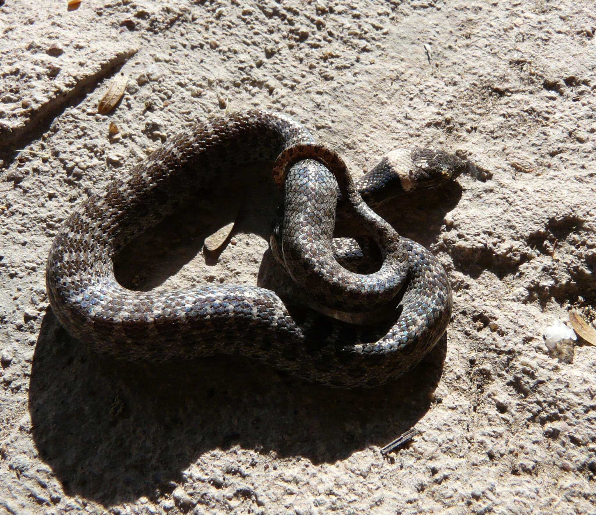 Image of Desert Night Snake