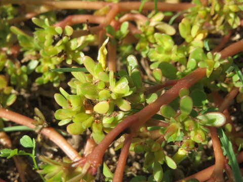 Image of common purslane