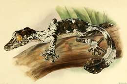 Image of Common Flat-tail Gecko