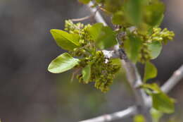 Image of single-leaf ash