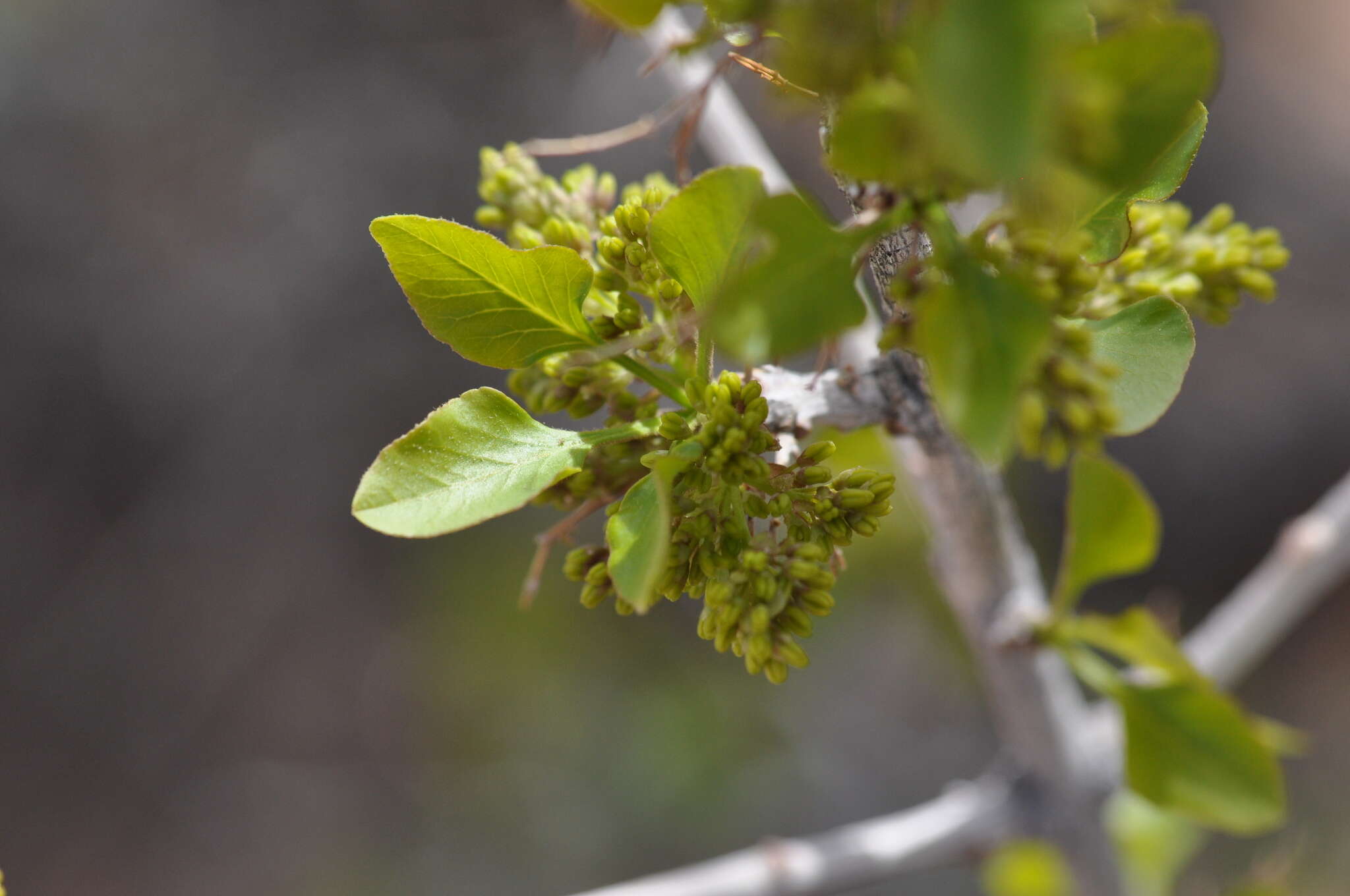 Image of single-leaf ash