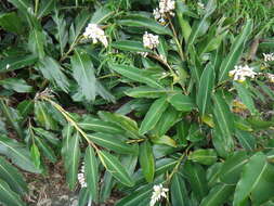 Image of Alpinia koshunensis Hayata