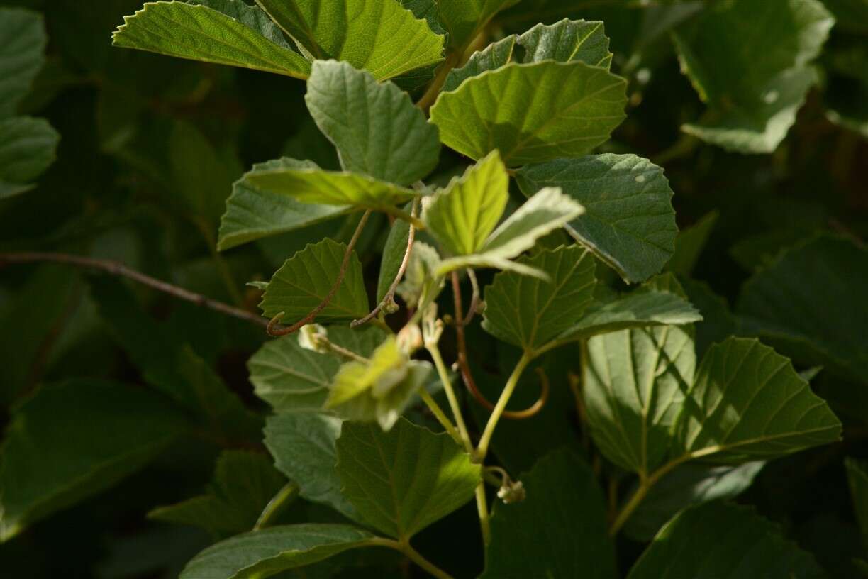 Image of Rhoicissus tridentata subsp. cuneifolia (Eckl. & Zeyh.) N. R. Urton