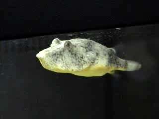 Image of Congo pufferfish