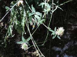 Image of Trifolium ochroleucon var. ochroleucon