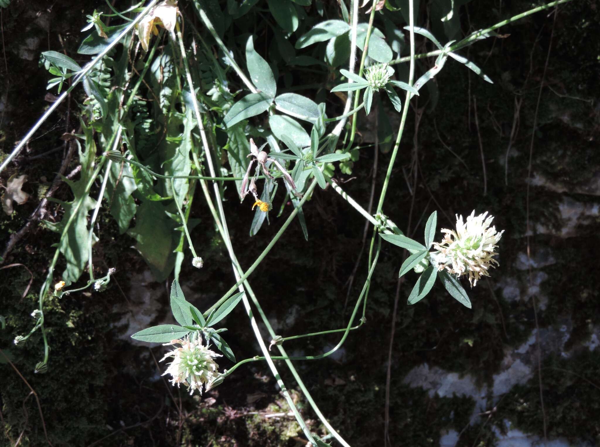 Image of Trifolium ochroleucon var. ochroleucon