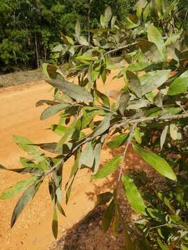 Image of Bluejack Oak