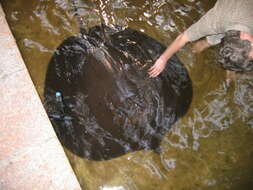 Image of Giant freshwater stingray