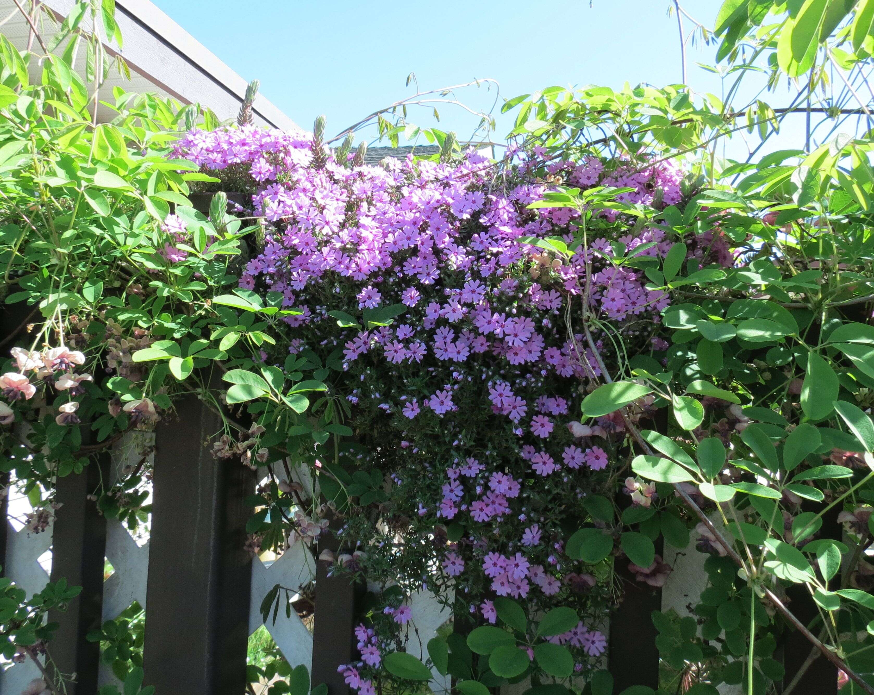 Image of moss phlox