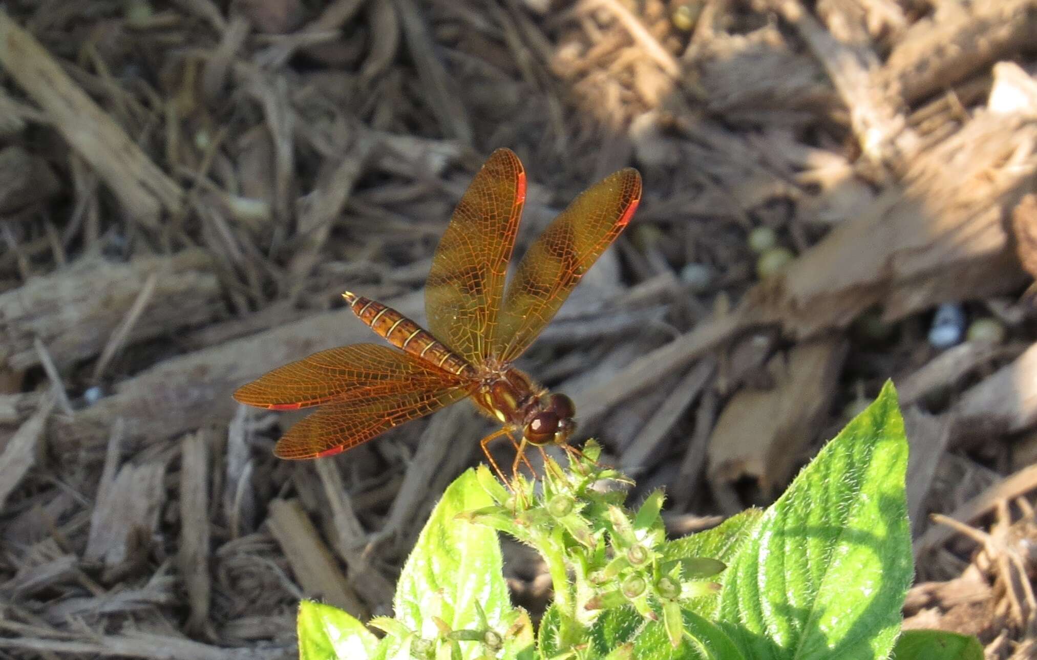 Image of Eastern Amberwing