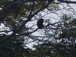 Image of Colombian Red Howler Monkey