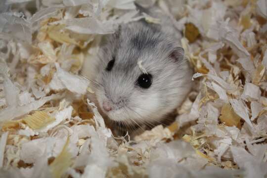 Image of hamsters